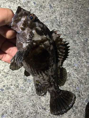 ソイの釣果