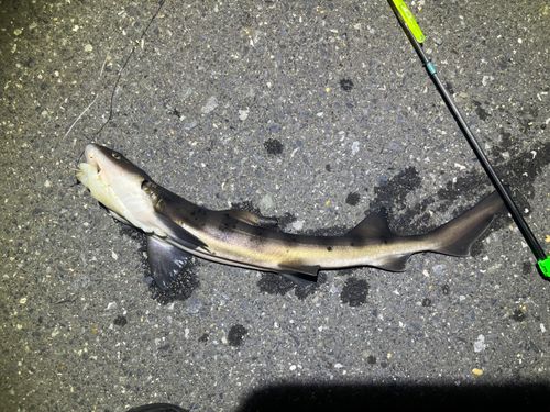 ドチザメの釣果