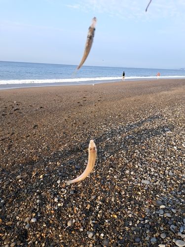 キスの釣果