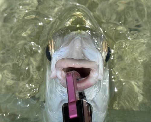ツッパリサギの釣果