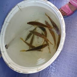 アジ