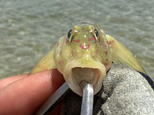 オイランハゼの釣果
