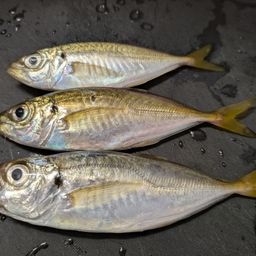 アジ