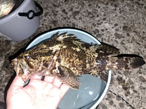タケノコメバルの釣果