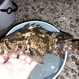 タケノコメバル