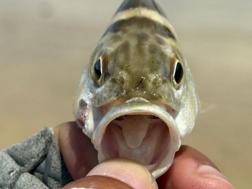 コトヒキの釣果
