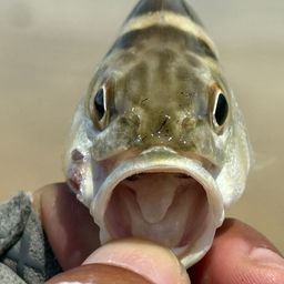 コトヒキ