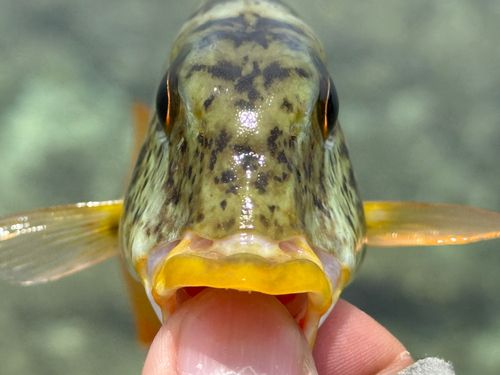 ムネアカクチビの釣果