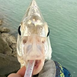 セダカクロサギ
