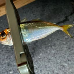アジ