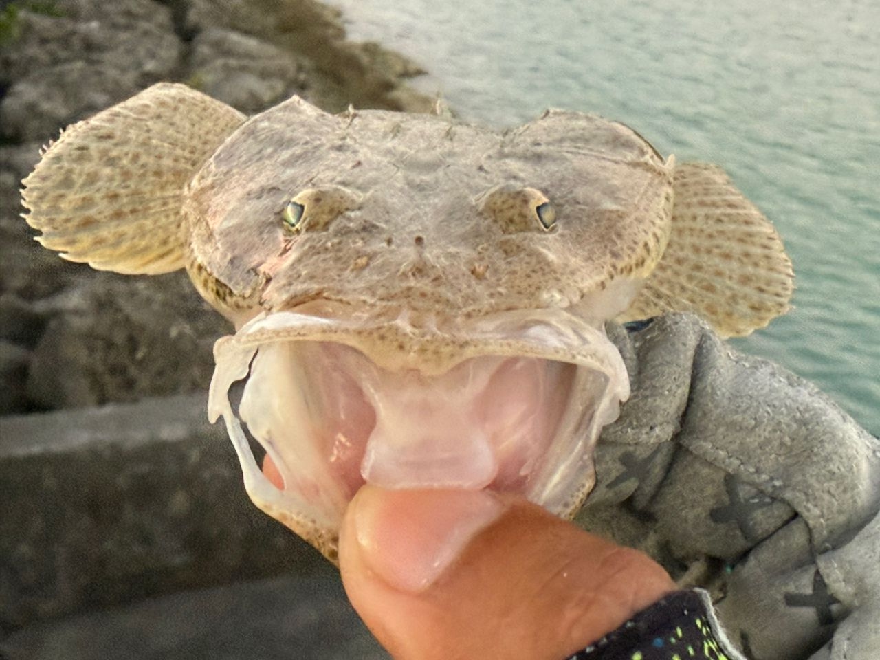 ミナミマゴチ