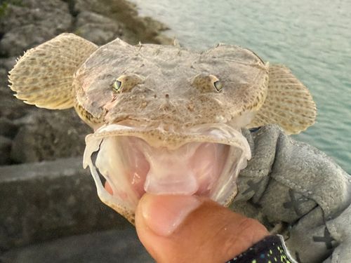 ミナミマゴチの釣果