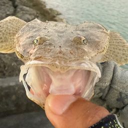 ミナミマゴチ