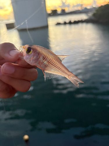 テンジクダイの釣果