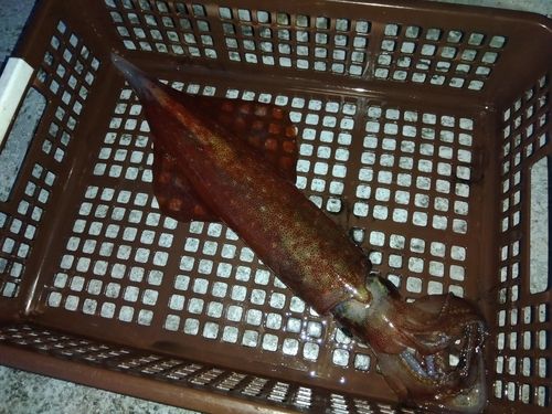 ヤリイカの釣果