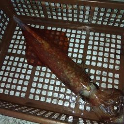 ヤリイカ