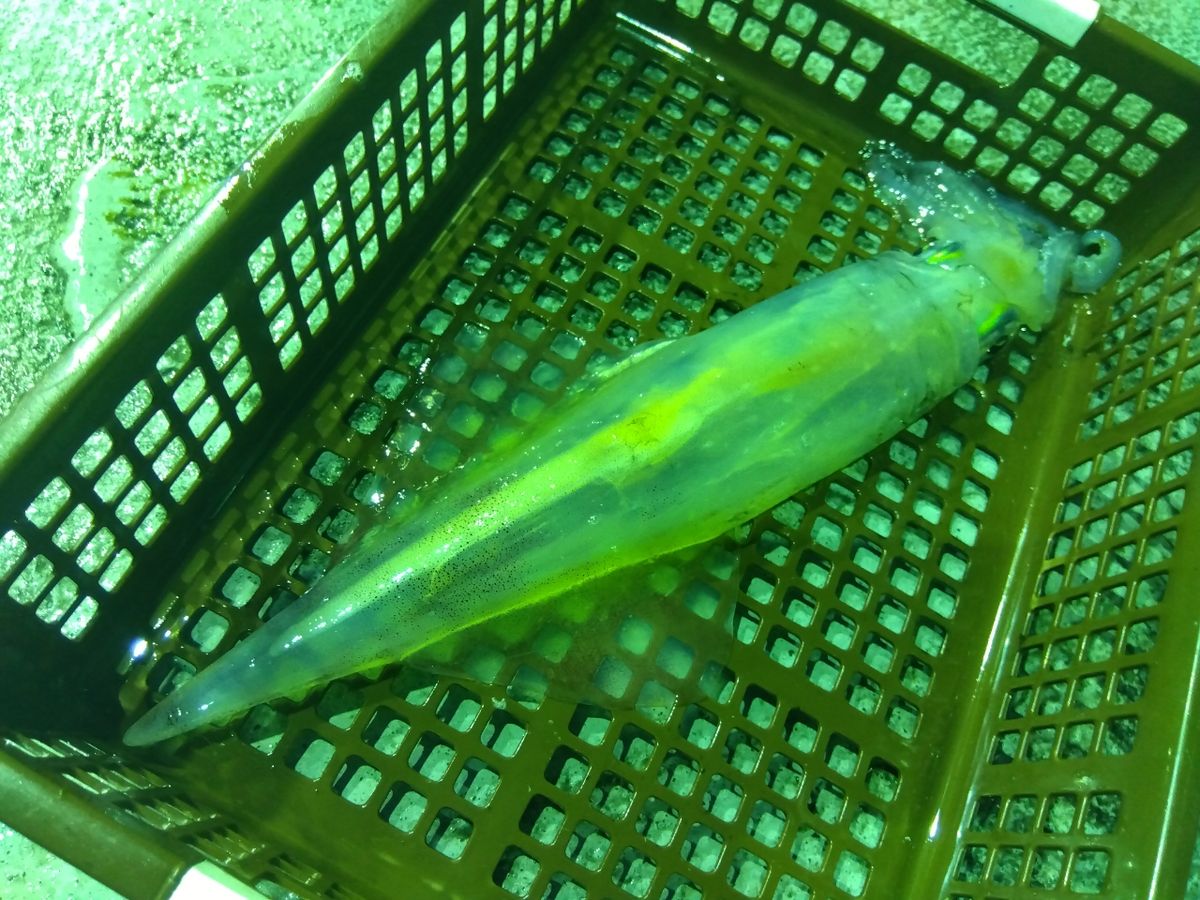 てぃちゃんさんの釣果 2枚目の画像