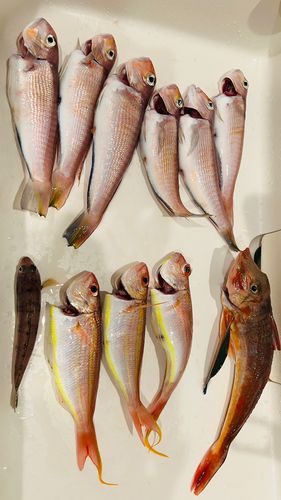 アカアマダイの釣果