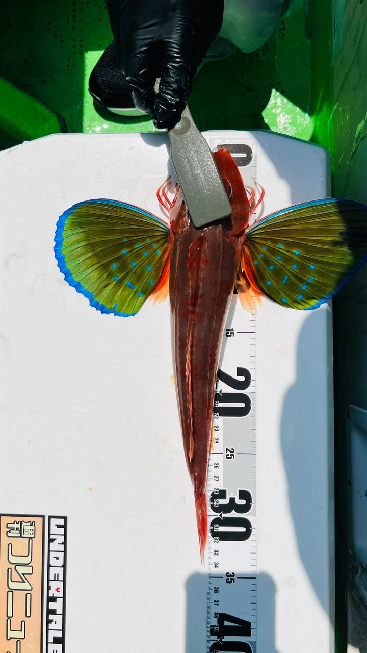 やっぱりアジが好き🐈さんの釣果 2枚目の画像