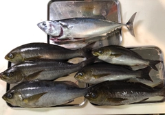 イサキの釣果
