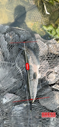 ライギョの釣果