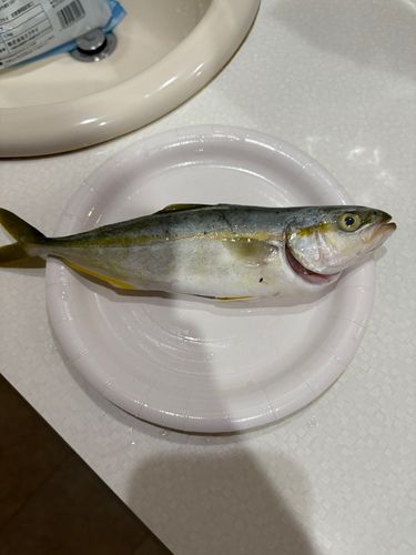 あかぐり海釣公園