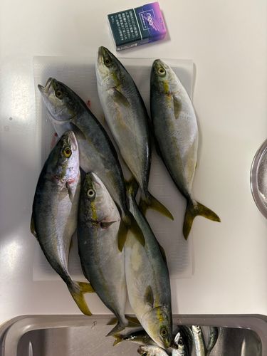 ワカシの釣果