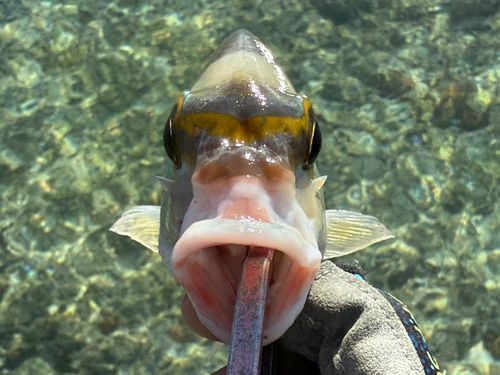 ヒトスジタマガシラの釣果