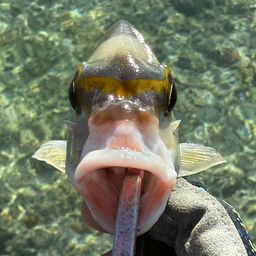 ヒトスジタマガシラ