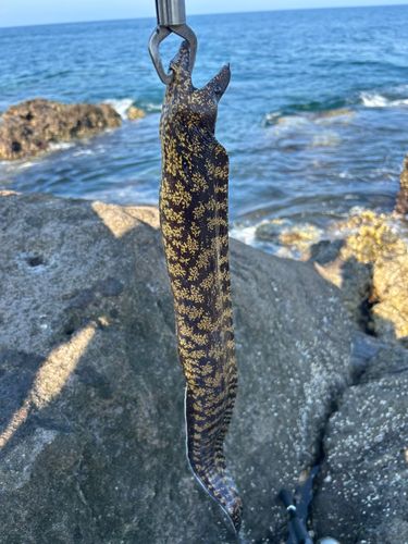 ウツボの釣果