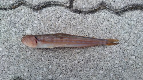 ニジギンポの釣果