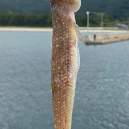 エソ
