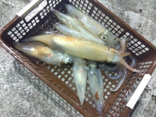 スルメイカの釣果