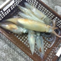 スルメイカ