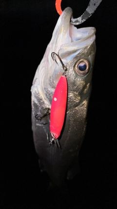 マルスズキの釣果