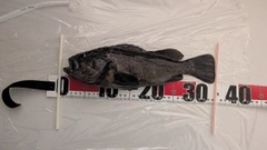 ソイの釣果