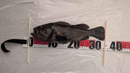 ソイの釣果