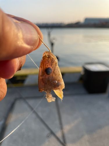 サバの釣果