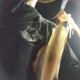 アカイカ