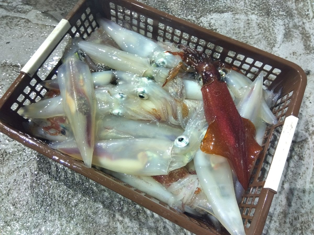 てぃちゃんさんの釣果 2枚目の画像