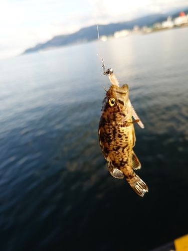 クロソイの釣果