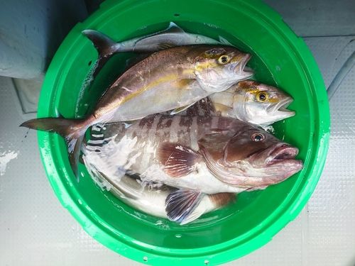 ワラサの釣果
