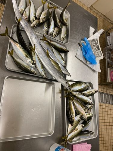 タチウオの釣果