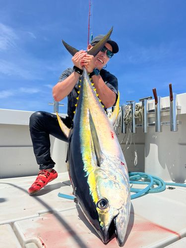 キハダマグロの釣果