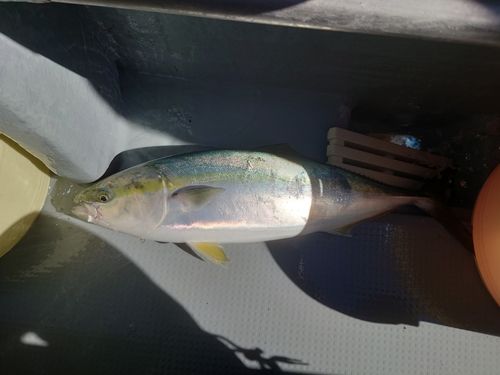 ワラサの釣果