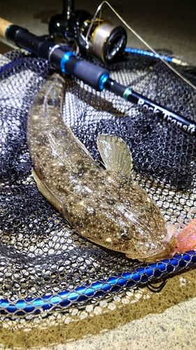 マゴチの釣果