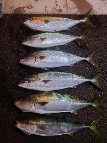 ワラサの釣果