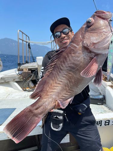 マハタの釣果