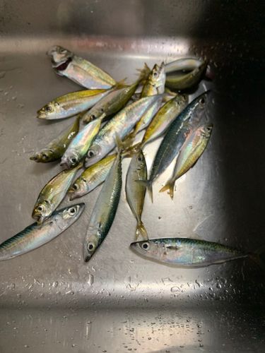 アジの釣果