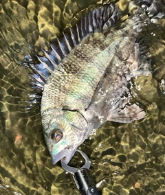 クロダイの釣果